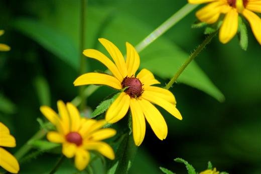 blackeyedsusan.jpg