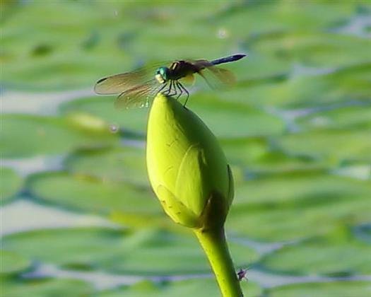 dragonflyonwaterlillybudpetitjeanstateparkarkansas.jpg