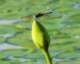 dragonflyonwaterlillybudpetitjeanstateparkarkansas_small.jpg