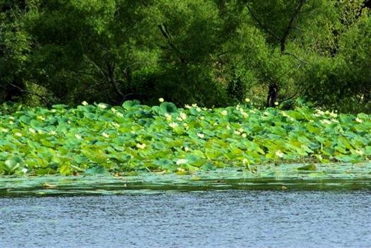 waterlilliespetitjeanstateparkarkansas.jpg