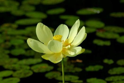 waterlillyblossompetitjeanstateparkarkansas.jpg