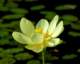 waterlillyblossompetitjeanstateparkarkansas3_small.jpg