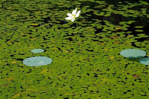 waterlillyblossompetitjeanstateparkarkansas4.jpg