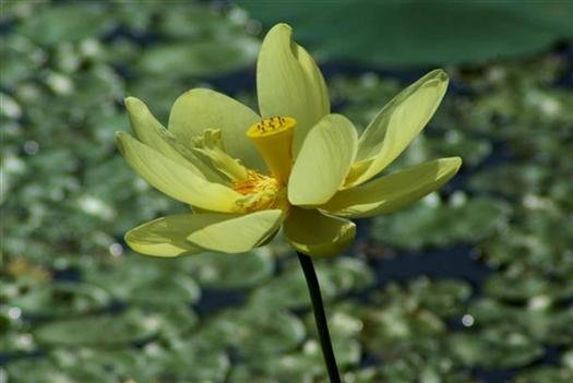 waterlillyblossompetitjeanstateparkarkansas6.jpg