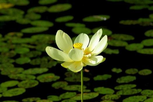 waterlillyblossompetitjeanstateparkarkansas7.jpg