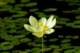 waterlillyblossompetitjeanstateparkarkansas7_small.jpg