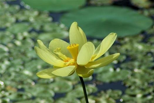 waterlillyblossompetitjeanstateparkarkansas8.jpg