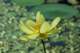 waterlillyblossompetitjeanstateparkarkansas8_small.jpg