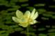 waterlillyblossompetitjeanstateparkarkansas_small.jpg