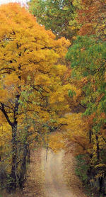 Road to Kyle Landing, Buffalo National River, Arkansas - autumn